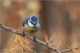 <p>SÝKORA MODŘINKA (Cyanistes caeruleus) ---- /Eurasian blue tit - Blaumeise/</p>